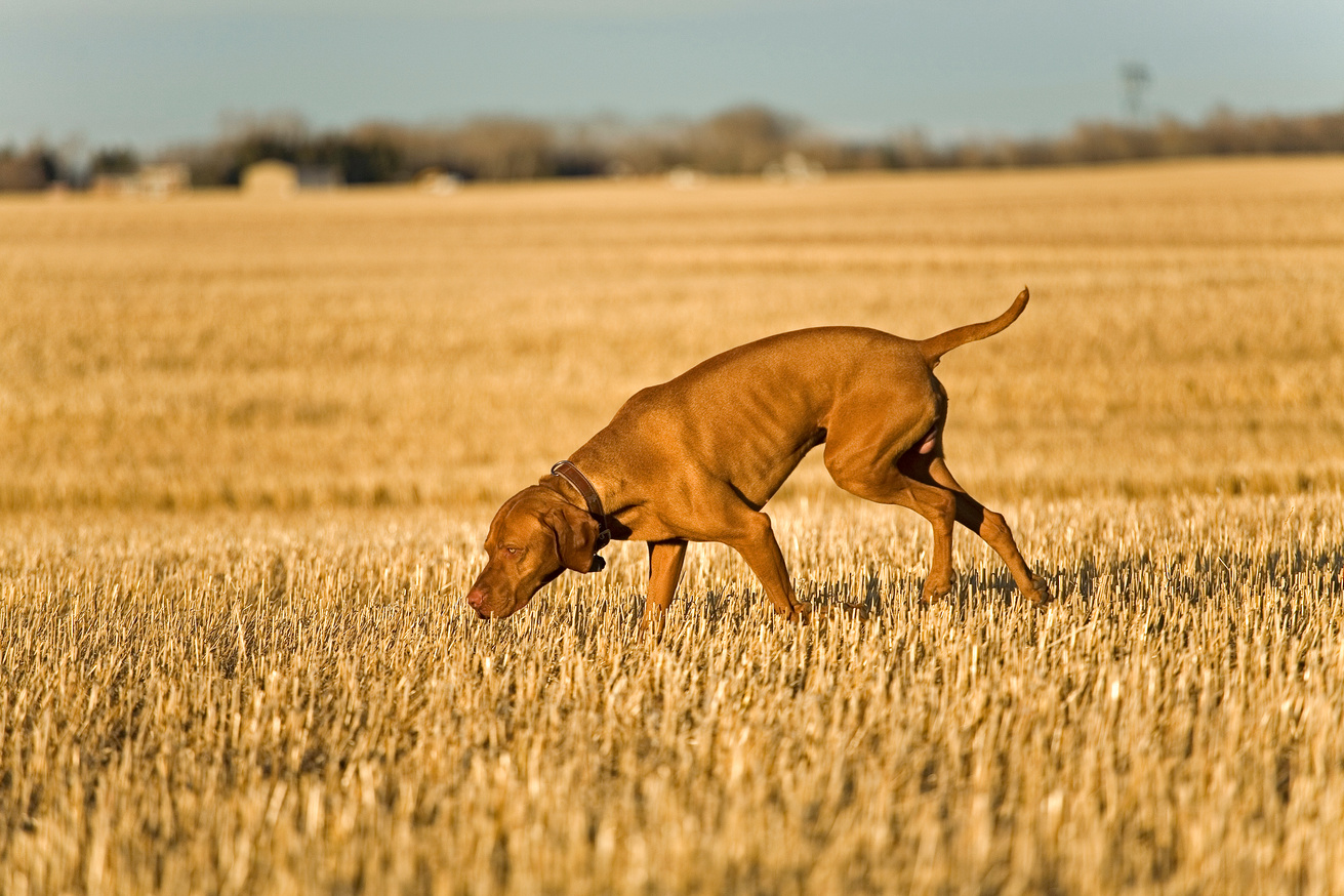 hunting dog searching in field